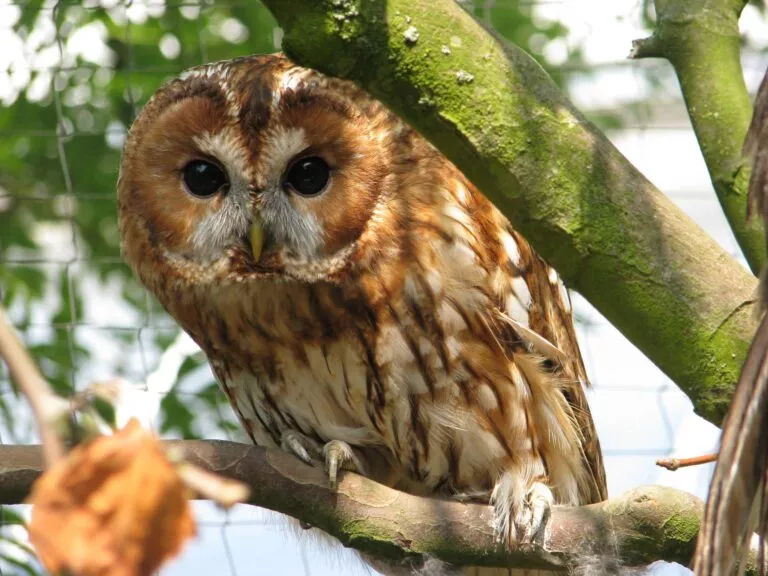 avifauna